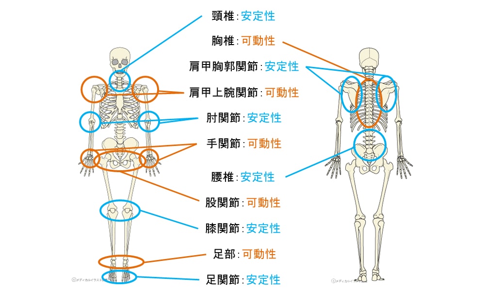 腰は安定性の関節